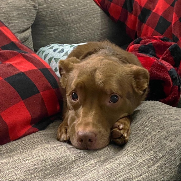 Meet your Posher, Kristy - Picture 5 of 8